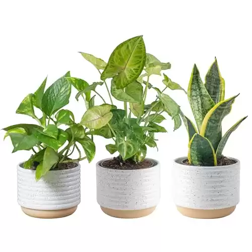 Costa Farms Live Plants (3 Pack), Easy to Grow Real Indoor Houseplants, Air Purifying Plants.